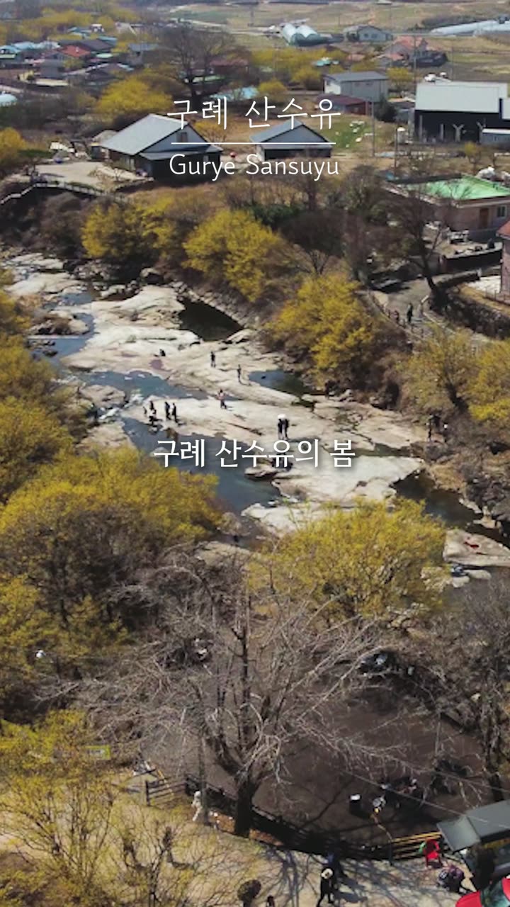 구례산수유축제 전시 홍보 쇼츠 — 행사·전시 쇼츠·릴스 편집 제작 사례